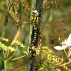 Blaugrüne Mosaikjungfer (Aeshna cyanea), Paarungsrad (4)