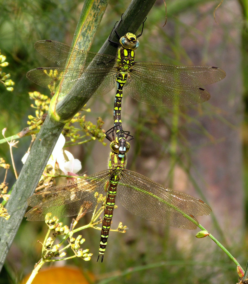 Blaugrüne Mosaikjungfer (Aeshna cyanea), Tandem (1)