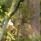 Blaugrüne Mosaikjungfer (Aeshna cyanea), Tandem (1)