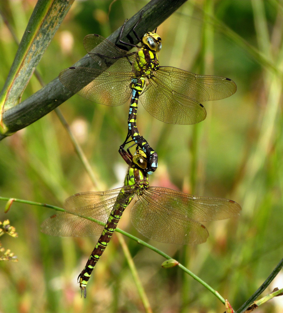 Blaugrüne Mosaikjungfer (Aeshna cyanea), Tandem (2)