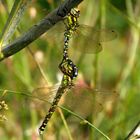 Blaugrüne Mosaikjungfer (Aeshna cyanea), Tandem (2)