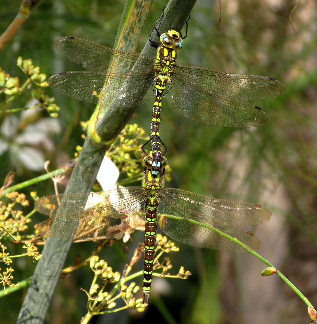 Blaugrüne Mosaikjungfer (Aeshna cyanea), "Tandem"