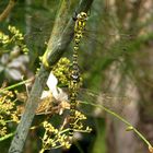 Blaugrüne Mosaikjungfer (Aeshna cyanea), "Tandem"