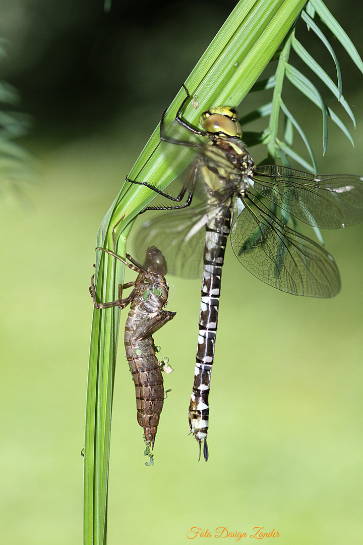 Blaugrüne Mosaikjungfer ( Aeshna cyanea) und Exuvie