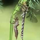 Blaugrüne Mosaikjungfer ( Aeshna cyanea) und Exuvie