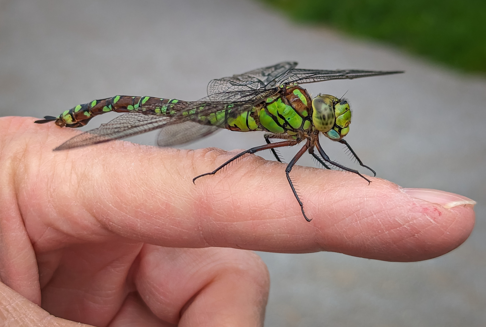 Blaugrüne Mosaikjungfer (Aeshna cyanea) Weibchen