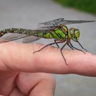 Blaugrüne Mosaikjungfer (Aeshna cyanea) Weibchen