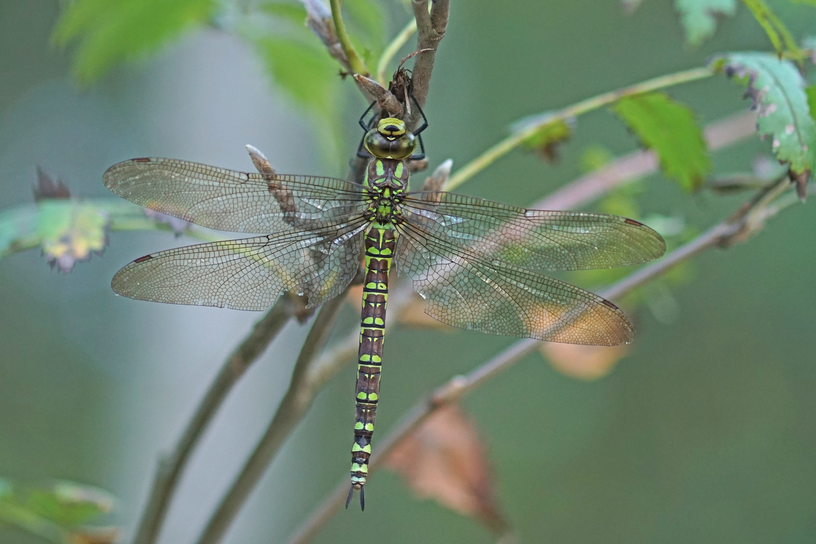 Blaugrüne Mosaikjungfer (Aeshna cyanea) Weibchen