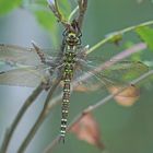 Blaugrüne Mosaikjungfer (Aeshna cyanea) Weibchen