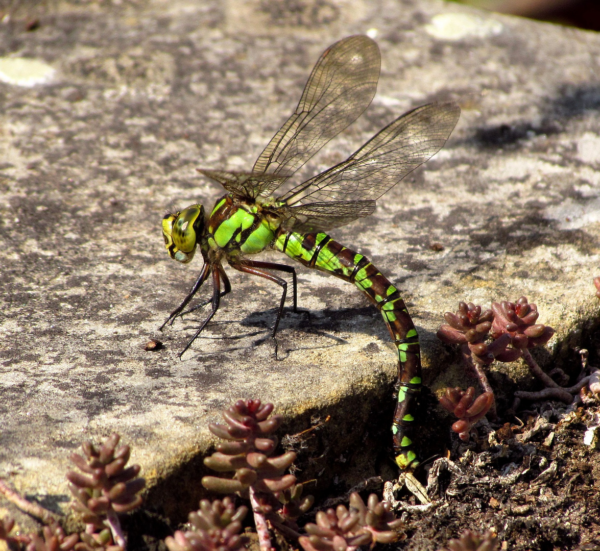 Blaugrüne Mosaikjungfer (Aeshna cyanea), Weibchen bei der Eiablage (1)