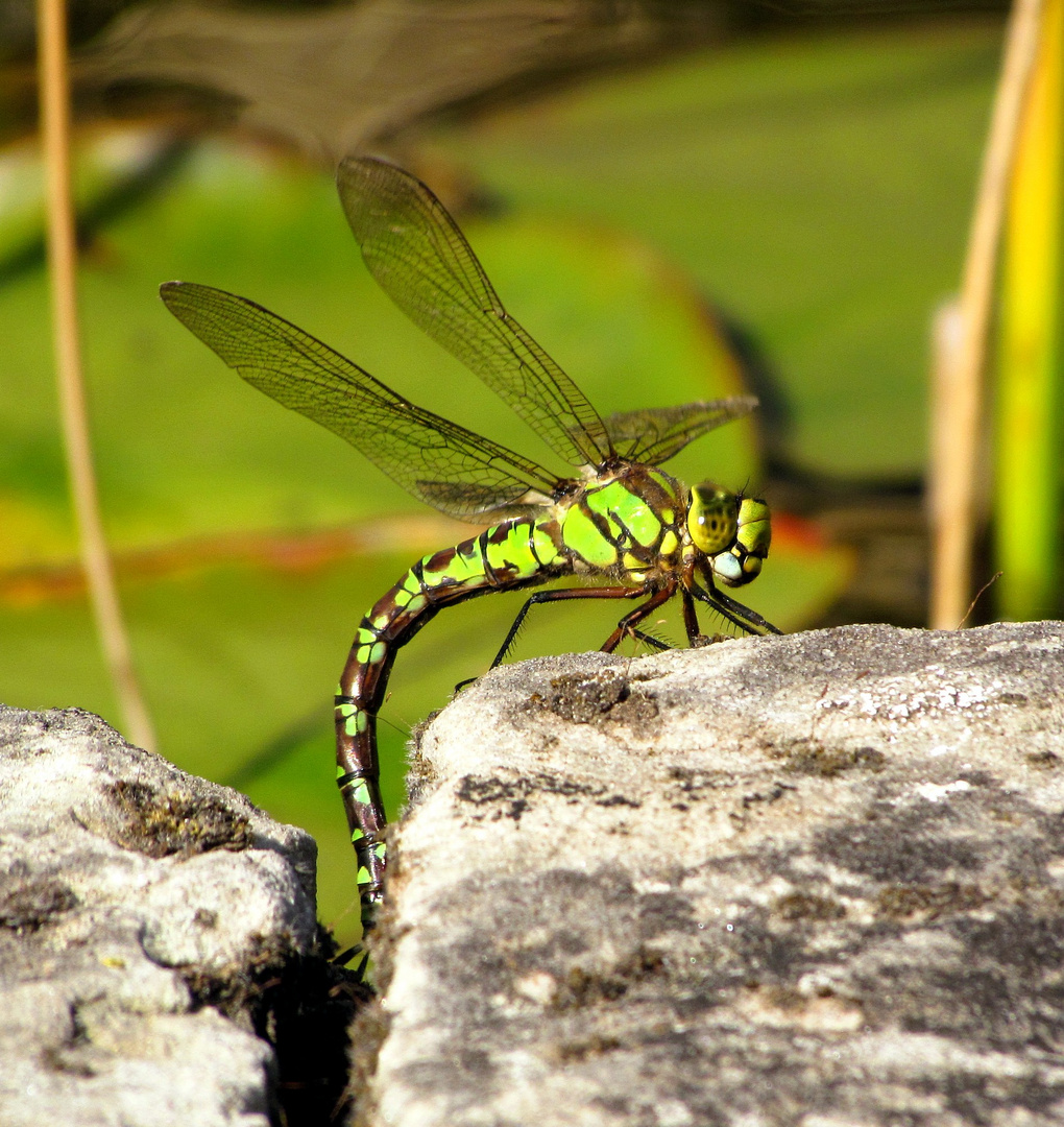 Blaugrüne Mosaikjungfer (Aeshna cyanea), Weibchen bei der Eiablage (2)