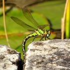 Blaugrüne Mosaikjungfer (Aeshna cyanea), Weibchen bei der Eiablage (2)