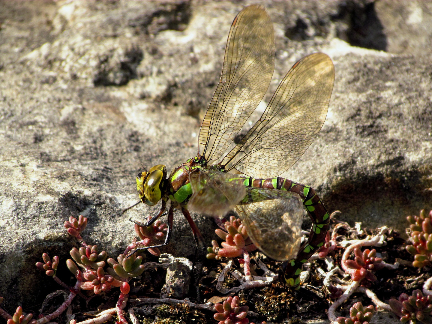 Blaugrüne Mosaikjungfer (Aeshna cyanea), Weibchen bei der Eiablage (3)