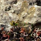 Blaugrüne Mosaikjungfer (Aeshna cyanea), Weibchen bei der Eiablage (3)