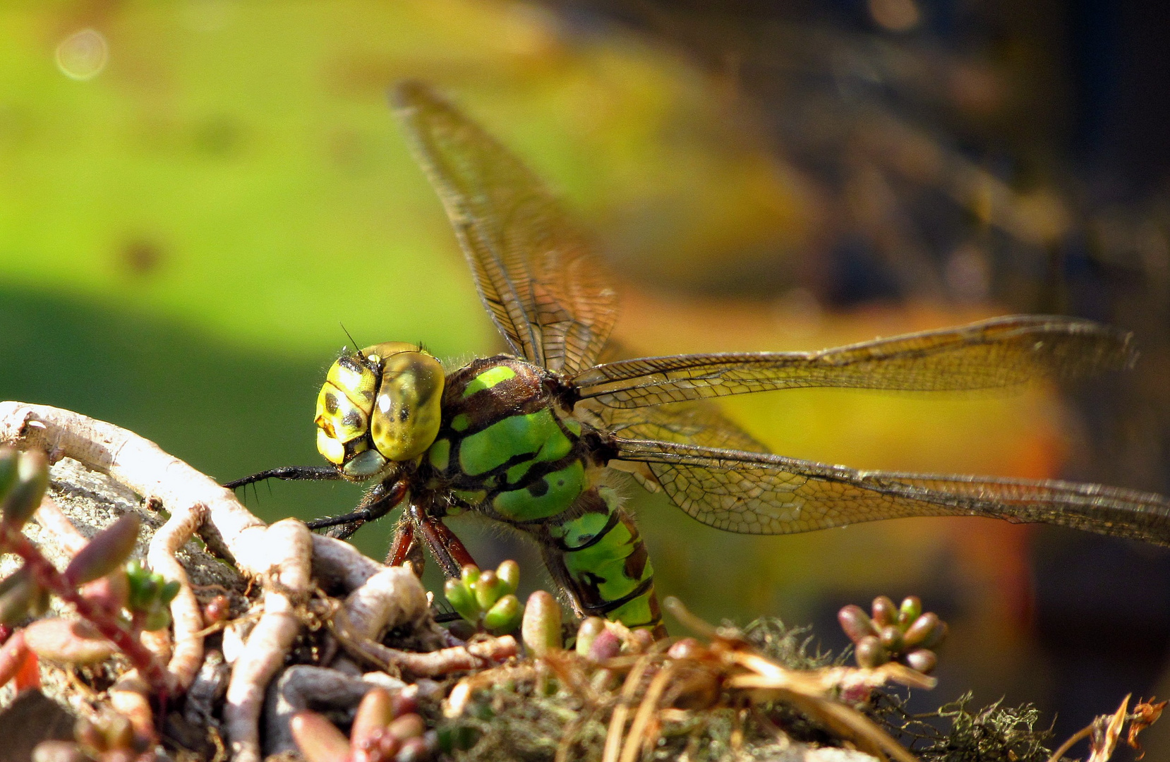 Blaugrüne Mosaikjungfer (Aeshna cyanea), Weibchen bei der Eiablage (4)