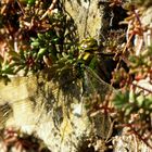 Blaugrüne Mosaikjungfer (Aeshna cyanea), Weibchen bei der Eiablage (5)