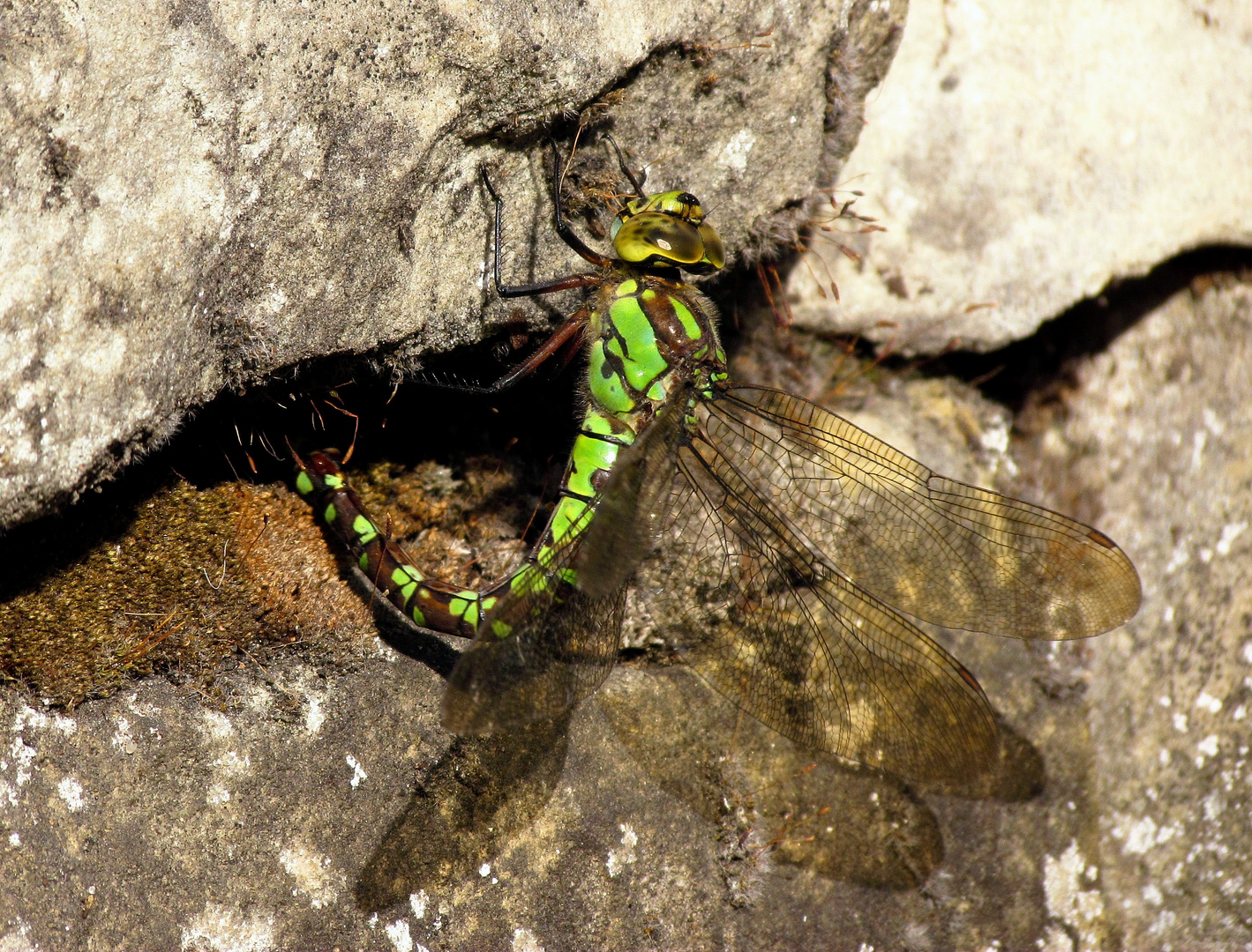 Blaugrüne Mosaikjungfer (Aeshna cyanea), Weibchen bei der Eiablage (7)