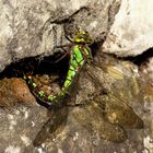 Blaugrüne Mosaikjungfer (Aeshna cyanea), Weibchen bei der Eiablage (7)