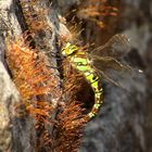 Blaugrüne Mosaikjungfer (Aeshna cyanea), Weibchen bei der Eiablage