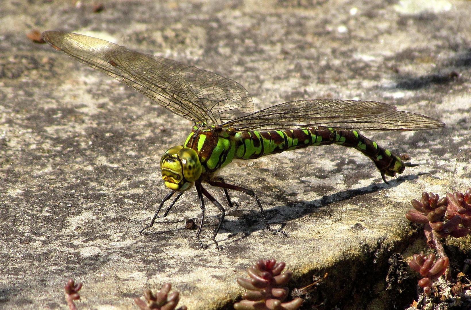  Blaugrüne Mosaikjungfer (Aeshna cyanea), Weibchen bei der Eiablage