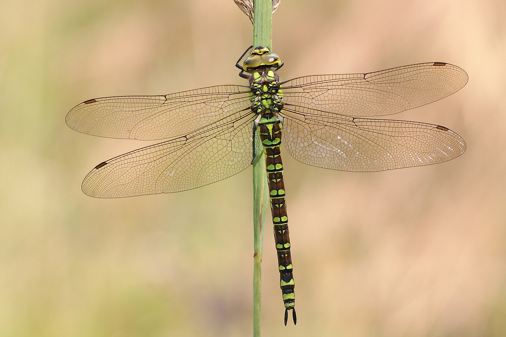 Blaugrüne Mosaikjungfer (Aeshna cyanea), Weibchen