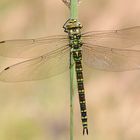 Blaugrüne Mosaikjungfer (Aeshna cyanea), Weibchen