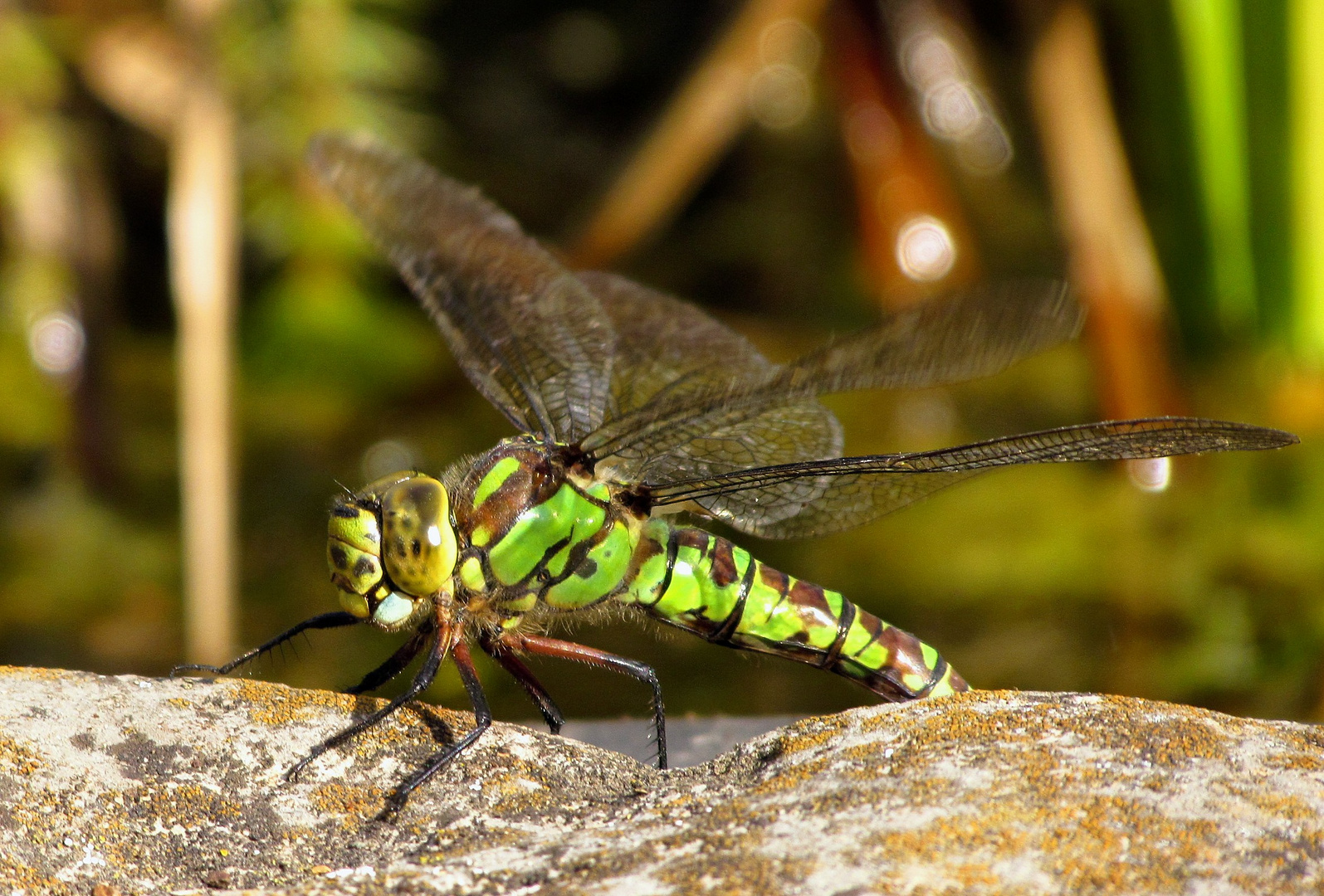 Blaugrüne Mosaikjungfer (Aeshna cyanea), Weibchen