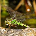 Blaugrüne Mosaikjungfer (Aeshna cyanea), Weibchen