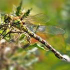 Blaugrüne Mosaikjungfer, (Aeshna cyanea) weibl.