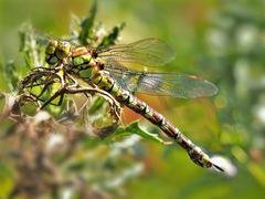 Blaugrüne Mosaikjungfer, (Aeshna cyanea) weibl.