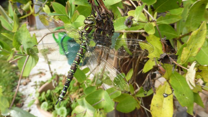 Blaugrüne Mosaikjungfer (Aeshna cyanea) weibl.