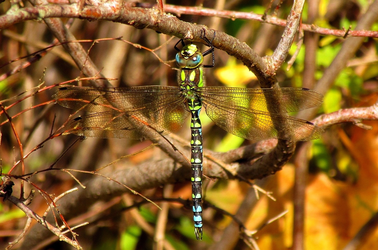 Blaugrüne Mosaikjungfer (Aeshna cyanea),Männchen