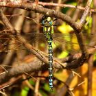 Blaugrüne Mosaikjungfer (Aeshna cyanea),Männchen