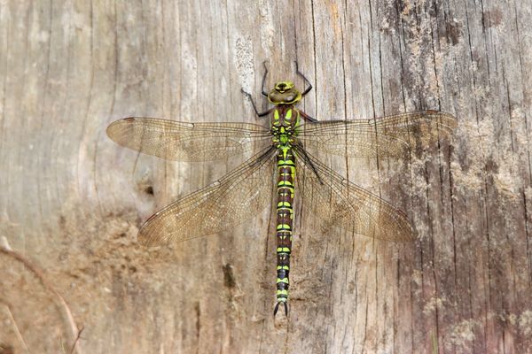 Blaugrüne Mosaikjungfer