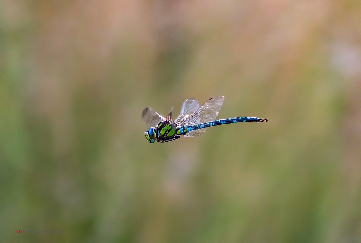 Blaugruene Mosaikjungfer