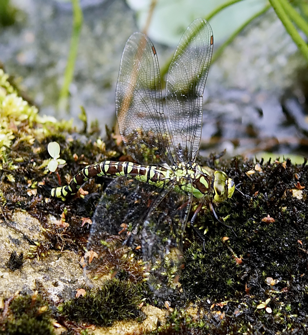 Blaugrüne Mosaikjungfer - Eiablage