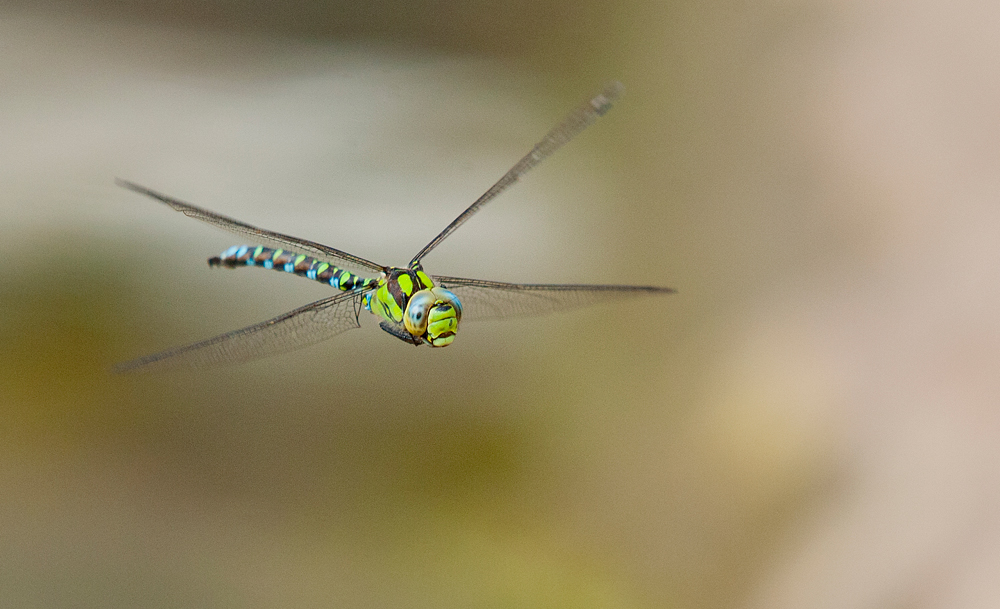 Blaugrüne Mosaikjungfer – fliegende Libelle