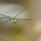 Blaugrüne Mosaikjungfer – fliegende Libelle