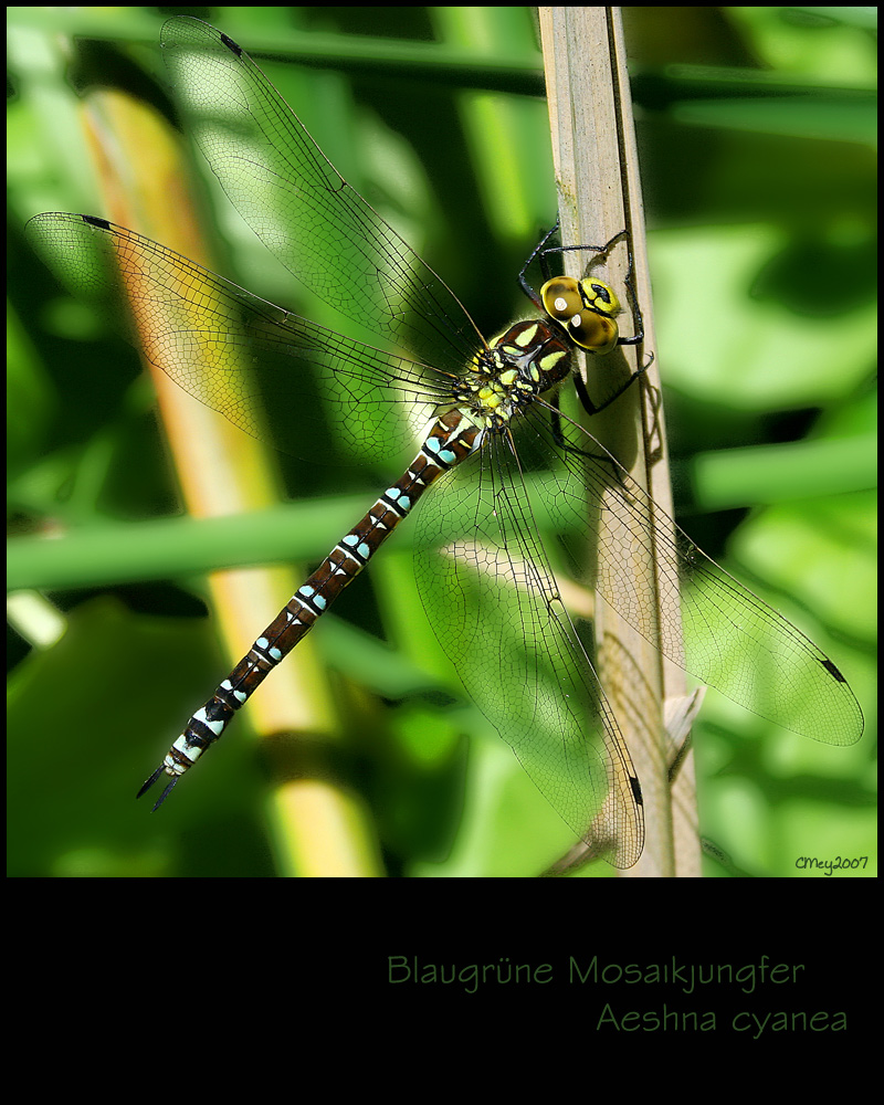 Blaugrüne Mosaikjungfer II