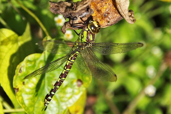 blaugrüne Mosaikjungfer im Ansitz