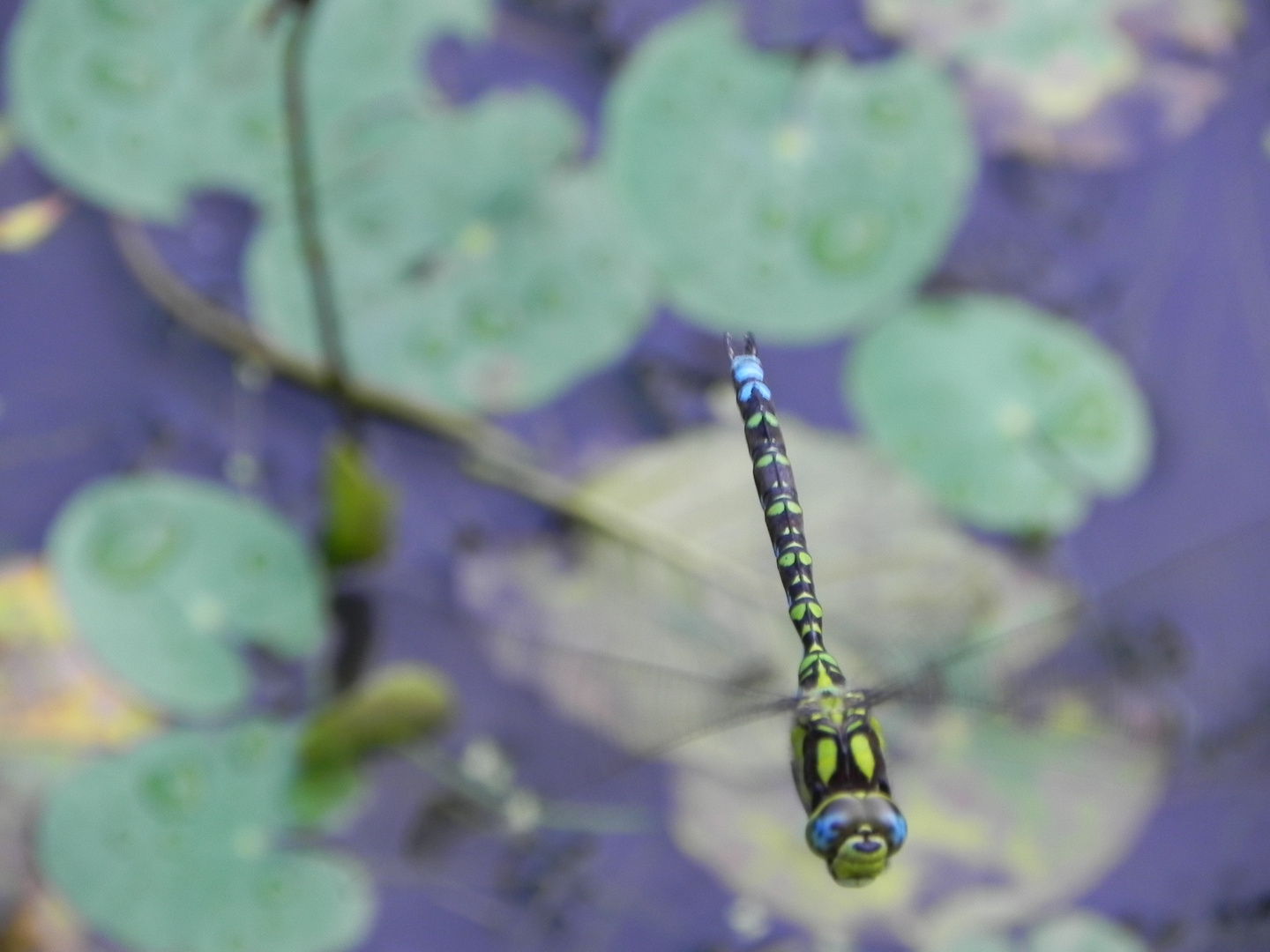 Blaugrüne Mosaikjungfer im Flug