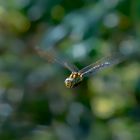 Blaugrüne-Mosaikjungfer im Flug