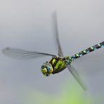 Blaugrüne Mosaikjungfer (?) im Flug