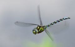 Blaugrüne Mosaikjungfer (?) im Flug