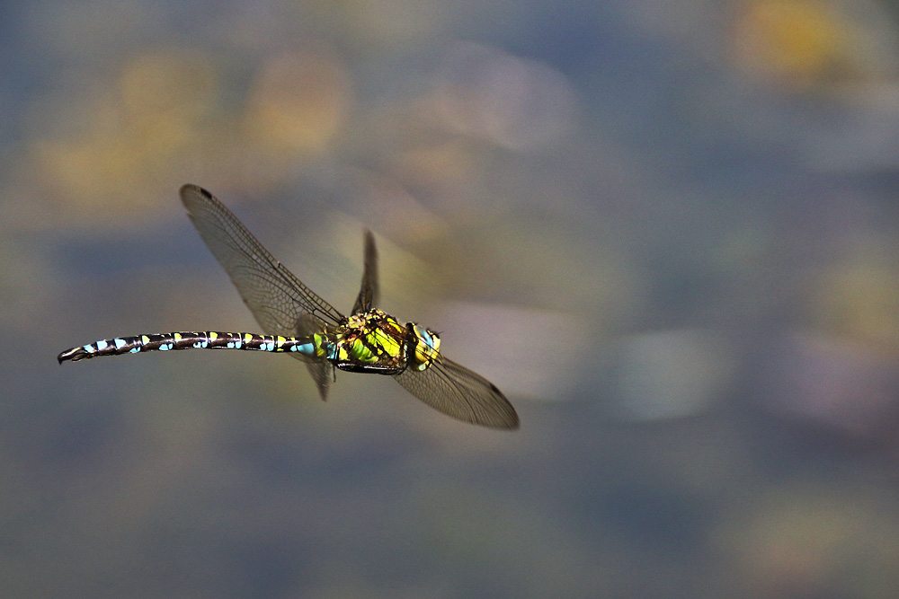 Blaugrüne Mosaikjungfer im Flug