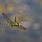 Blaugrüne Mosaikjungfer im Flug