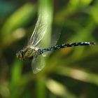 Blaugrüne Mosaikjungfer im Flug