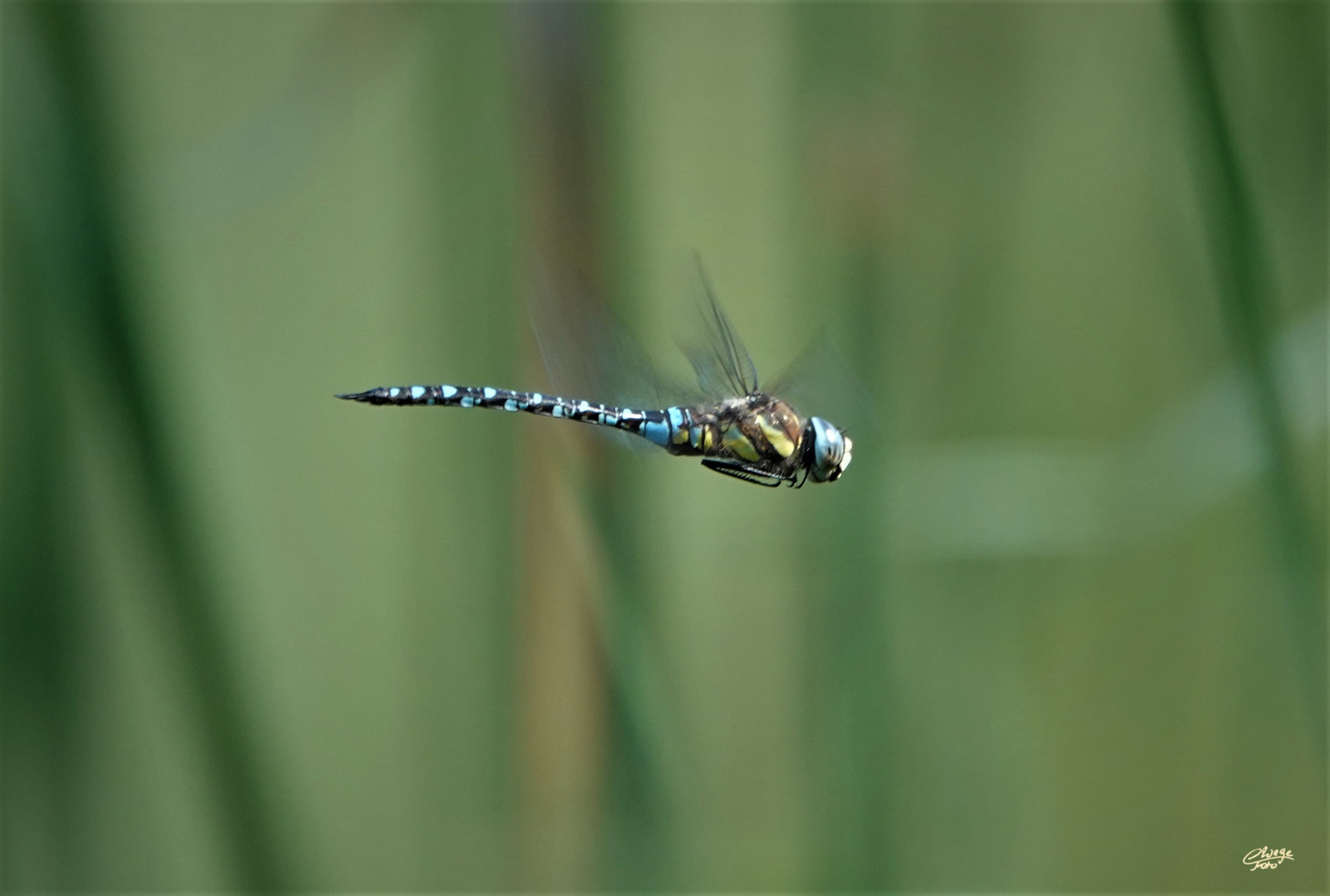 Blaugrüne Mosaikjungfer im Flug.