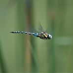 Blaugrüne Mosaikjungfer im Flug.