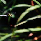 Blaugrüne Mosaikjungfer im Flug